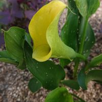 カラー,元気カラー黄色の花の画像