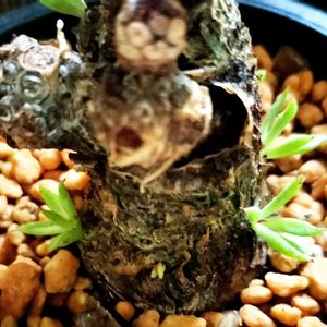 チレコドン・ペアルソニー,塊根植物,コーデックス,南アフリカ原産,チレコドン属の画像