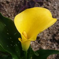 カラー,元気カラー黄色の花の画像