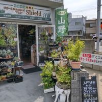 多肉植物,ウラボシ科,ビカクシダ属,食中植物,塊根の画像