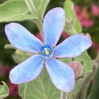 ブルースター,お出かけ先にての画像