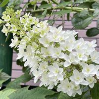 アジサイ,カシワバアジサイ,オキナワスズメウリ,花のある暮らし,みどりのある暮らしの画像