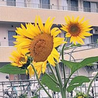 ヒマワリ,散歩の途中の画像
