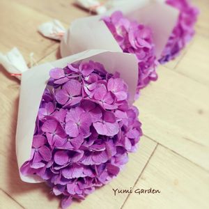 地植え,花瓶,紫陽花 アジサイ あじさい,紫陽花のおまじない,小さな庭の画像