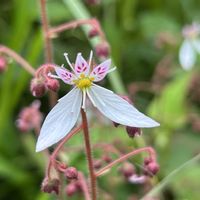 ユキノシタ,山野草,花のある暮らし,おうち園芸の画像