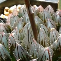 ハオルチア,ハオルチア,多肉植物,ハオルチア属,透明な窓の画像