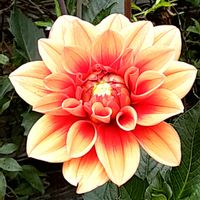 ダリア,散歩の途中,#鉢植えの画像