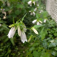 ホタルブクロ,八重ドクダミ,ミョウガ,山野草,いつもありがとう♡の画像