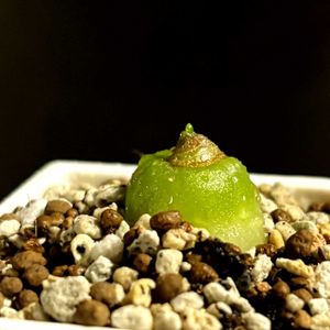 蒼角殿,蒼角殿,塊根植物,新芽,ちびっこの画像