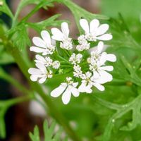 パクチー,コリアンダー,鉢植え,プランター,白い花の画像