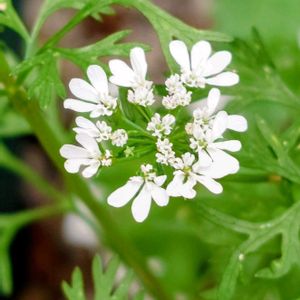 パクチー,コリアンダー,鉢植え,プランター,白い花の画像