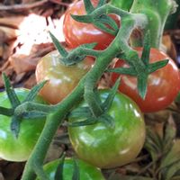 キュウリ,ミョウガ,プチ家庭菜園,今日のお花,キュンキュン乙女倶楽部の画像