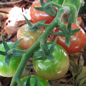 キュウリ,ミョウガ,プチ家庭菜園,今日のお花,キュンキュン乙女倶楽部の画像
