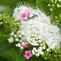 シモツケ ,バラ科,おしゃれな土曜日♪,庭の花便りの画像
