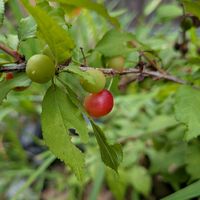 フウセンカズラ,白いお花,蔓性植物,天草市,家庭園芸の画像