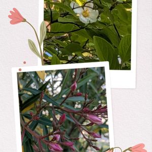 キョウチクトウ,ナツツバキ,花のある暮らし,花いろいろ,お花の癒しの画像