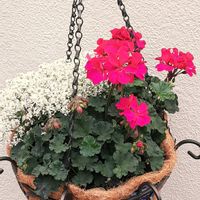 ゼラニウム,寄せ植え,散歩の途中の画像