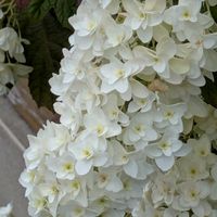 カシワバアジサイ,チョウセンアサガオ,クチナシ(梔子）,タイサンボク（泰山木）,ローズリーフセージ？の画像
