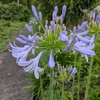 アガパンサス,天草市,青紫色のお花,季節の花便りの画像