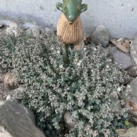 セダムの画像
