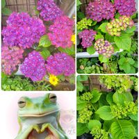 アゲラタム,アジサイ,皇帝ダリア,バーベナ,ムラサキツユクサの画像