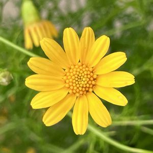 ビタミンカラー,#ガーデニング,エクステリアの画像