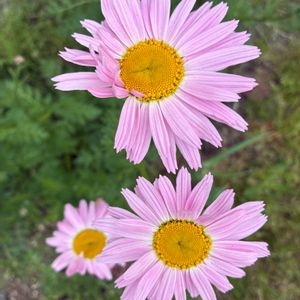 赤花除虫菊,赤花除虫菊,地植え,北海道,札幌の画像