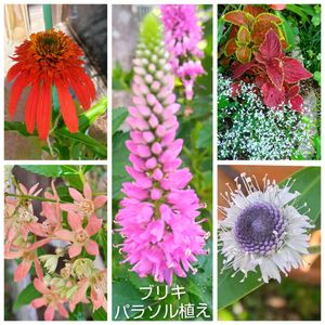 宿根草,グロブラリア ブルーアイ,エキナセア ホットパパイヤ,ベロニカ ピンク,ユーホールビア　アラキアスの画像