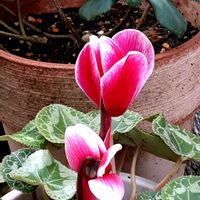 シクラメン,#鉢植え,東側の半日陰の画像