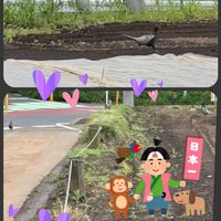ミョウガ,ミョウガ,キジ,富山支部,畑の画像