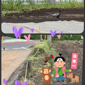 ミョウガ,ミョウガ,キジ,富山支部,畑の画像
