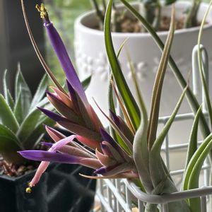 エアープランツ,スマホ撮影加工なし,花の15年組の画像