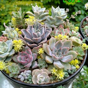 多肉植物,多肉寄せ植え,多肉植物のある暮らし,多肉を楽しむ,多肉と遊ぶの画像