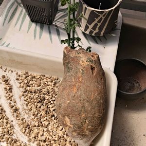 塊根植物,ベランダの画像