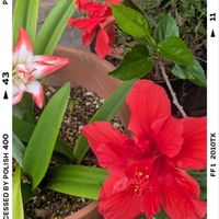 アマリリス,ハイビスカス,ガーデニング,花のある暮らし,小さな庭の画像