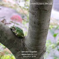 シマトネリコ,アメリカアジサイ ’ ピンクアナベル ',꒰ღ˘◡˘ற꒱かわゅ~,植物のある暮らし,繋がりに感謝✨の画像