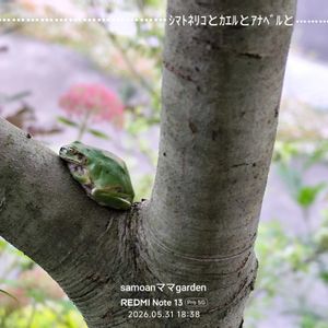 シマトネリコ,アメリカアジサイ ’ ピンクアナベル ',꒰ღ˘◡˘ற꒱かわゅ~,植物のある暮らし,繋がりに感謝✨の画像