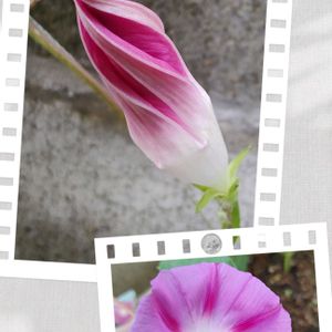 花壇,マイガーデン,夏の花,武器ではなく花を,花咲く乙女たち♡の画像