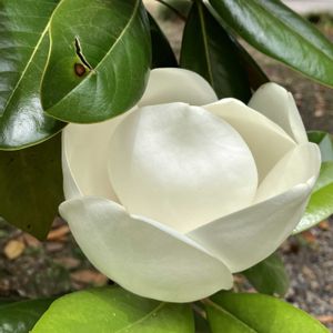 タイサンボク,木の花,お出かけ先の画像