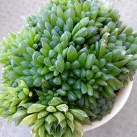 ハオルチア,多肉植物,ハオルチア属,梅雨を楽しむ,ベランダの画像