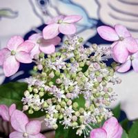 山紫陽花,やまあじさい,山紫陽花　紅剣,盆栽,小品盆栽の画像