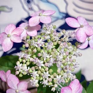 山紫陽花,やまあじさい,山紫陽花　紅剣,盆栽,小品盆栽の画像