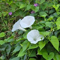 ヒルガオ,ひるがお,今日の一枚,梅雨入り,夏の画像