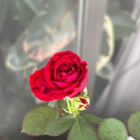 日々草,日々草,万華鏡,万華鏡,ミニバラ　カルーセルコルダナの画像