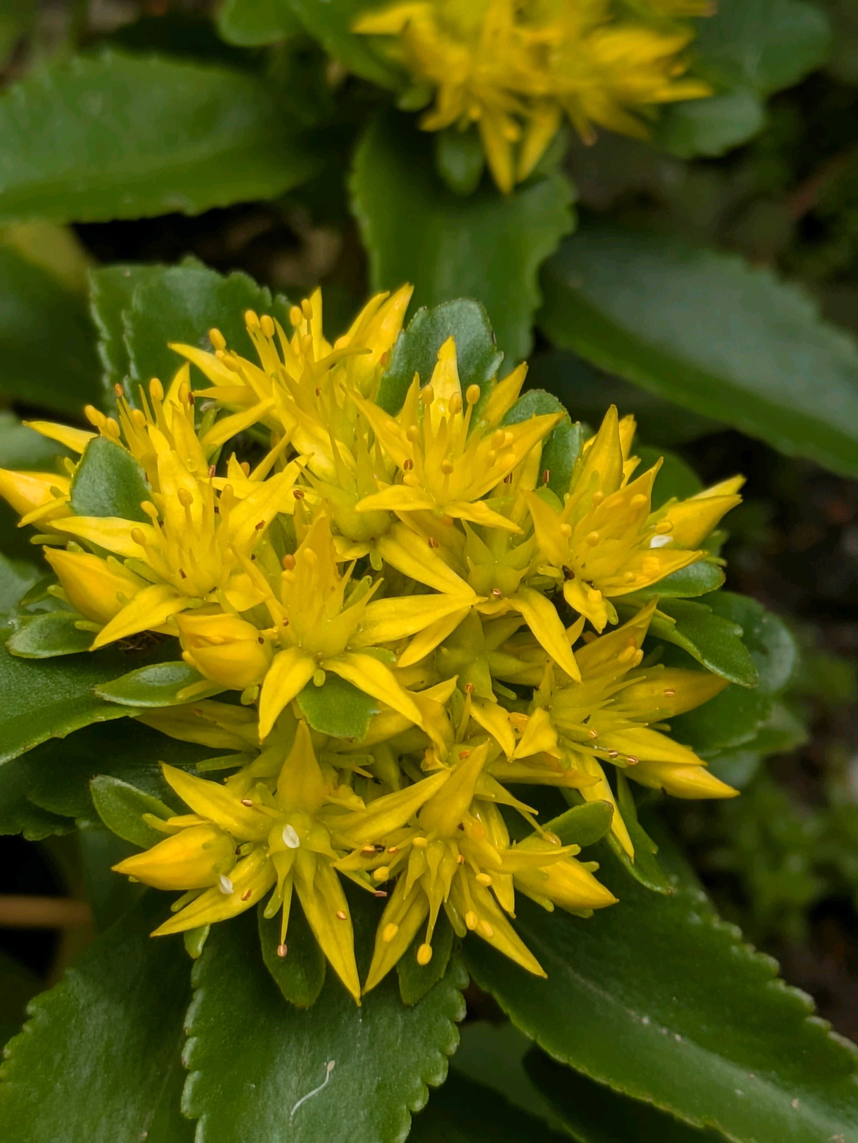 キリンソウ(麒麟草)の育て方｜植え付けや植え替えの時期は