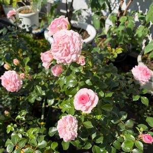 アイスバーグ,鉢植え,バラ 鉢植え,バラ・フロリバンダ,ばら バラ 薔薇の画像