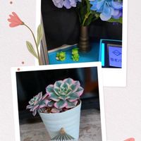 多肉植物,ベランダガーデン,癒し,小さな花壇,もう直ぐ梅雨入りの画像
