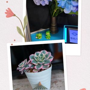 多肉植物,ベランダガーデン,癒し,小さな花壇,もう直ぐ梅雨入りの画像