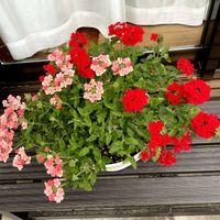 バーベナ,バーベナ,バーベナ,バーベナ,バーベナの画像
