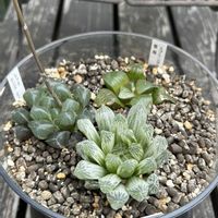 ピレア・ペペロミオイデス,ユーフォルビア　デビリスピナ,多肉植物,多肉寄せ植え,ハオルチア属の画像